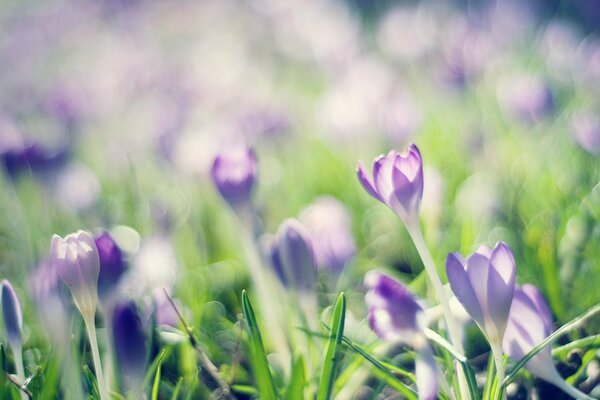 Flores Lilas de primavera y vegetación