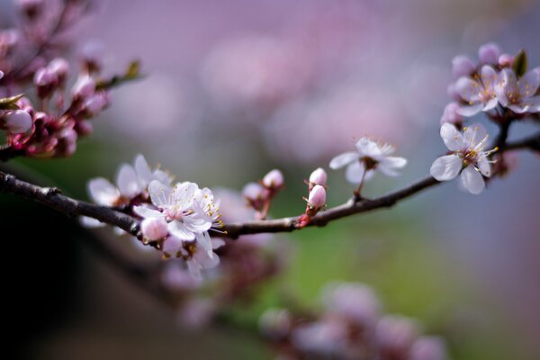 Flowering of delicate cherry petals