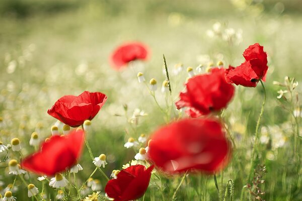 Flores de verano-amapolas y margaritas