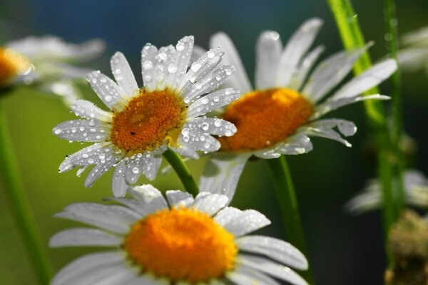 Beautiful daisies in Ross