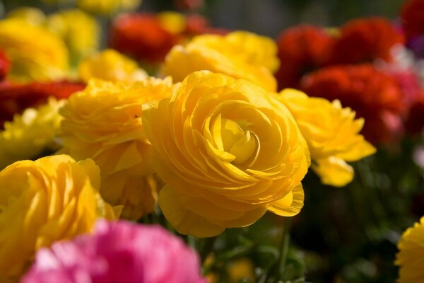 Flowering of yellow roses