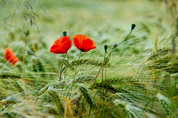 Campo di papaveri, papaveri rossi sul campo, boccioli di papaveri rossi