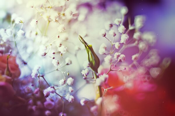 Fleurs blanches sur fond rose lilas