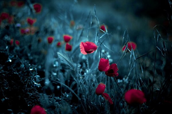 Beautiful poppies on wallpaper in your phone