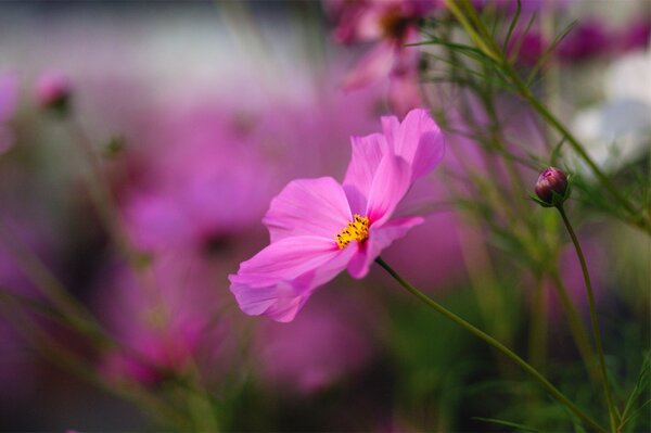 Cosmea fiore su sfondo sfocato della natura