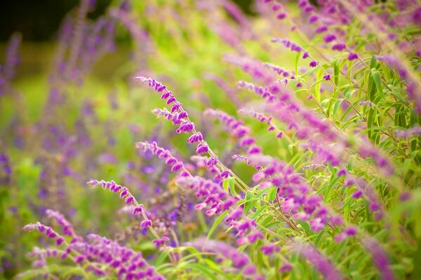 Lilac spikelets of flowering sage in the greenery of herbs