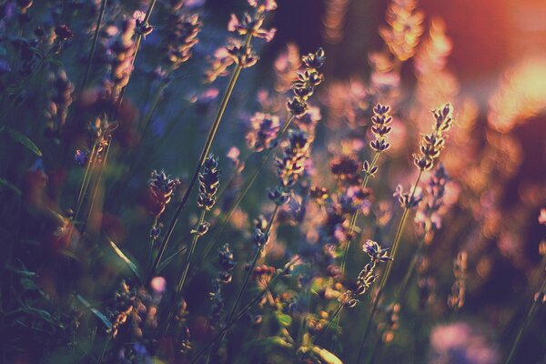 Fleurs de lavande au coucher du soleil