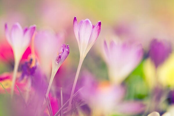 Makrobild des Krokus im Frühling