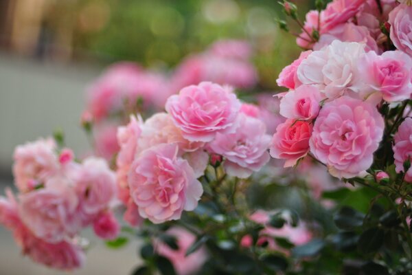 Macro disparo de flores Rosadas