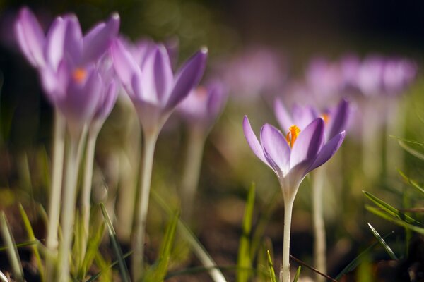 Crocuses#lilac#spring#macro#blur