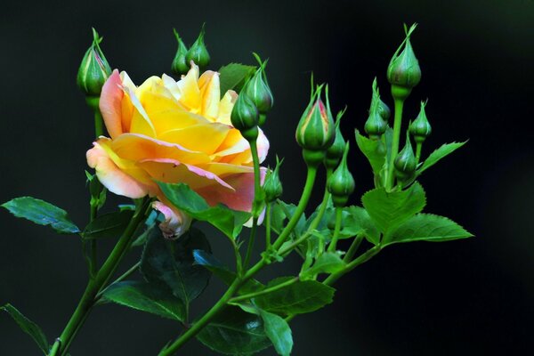 Yellow Rose with many buds on a black background