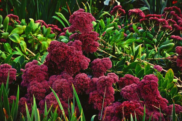 Flores rojas en el Jardín