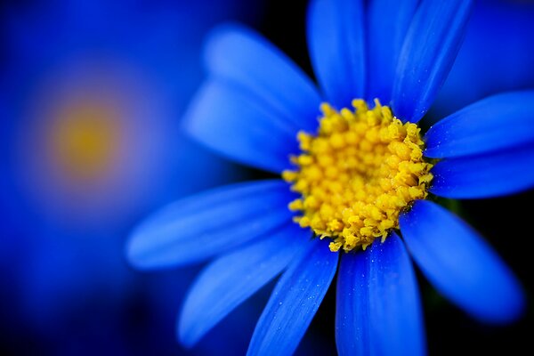 Blaue Blume Makro Kamille auf unscharfen Hintergrund