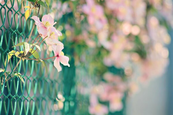 Fleurs roses sur la grille