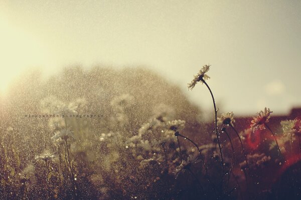 Dandelions in the summer rain in muted tones