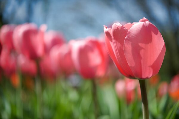 Zarte rosa Tulpenknospe