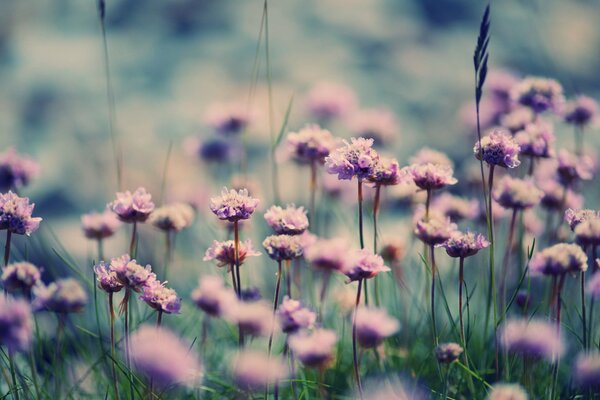 Fleurs violettes dans des tons froids