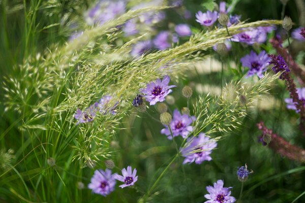 Fliederblüten im Gras im Sommer