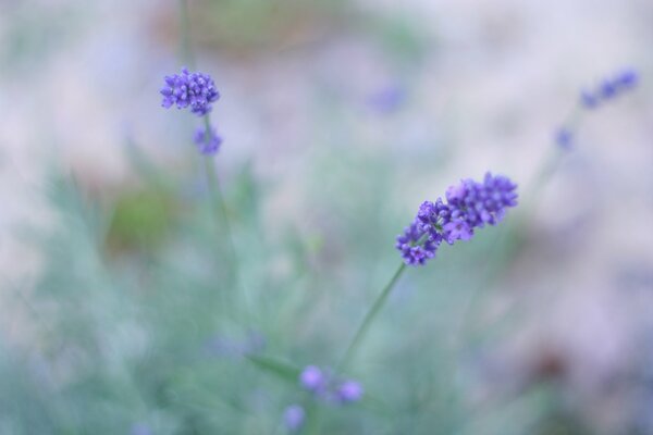 Fleurs sauvages lavande lilas