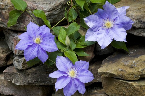 Fleurs lilas pendantes sur les pierres