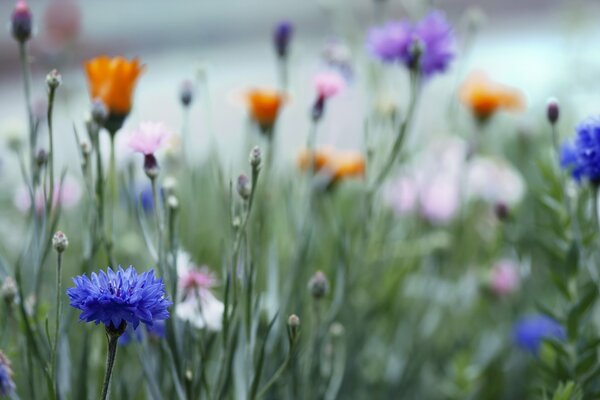 Colorful cornflowers on the grass in the field