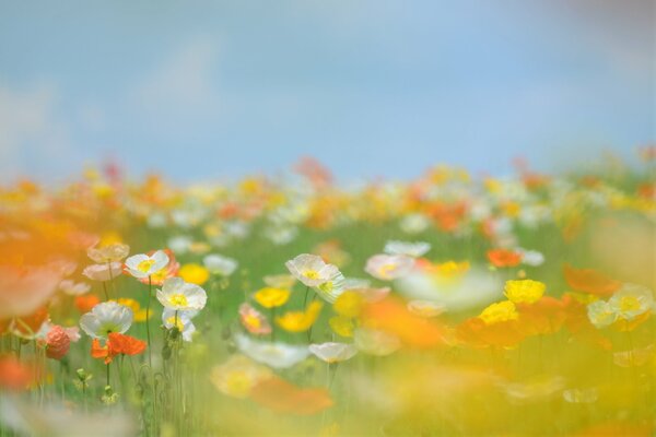 Campo brillante con muchas flores multicolores