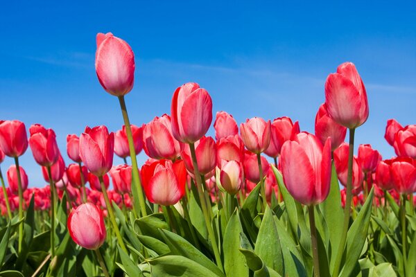 Весна распустившиеся бутоны тюльпанов