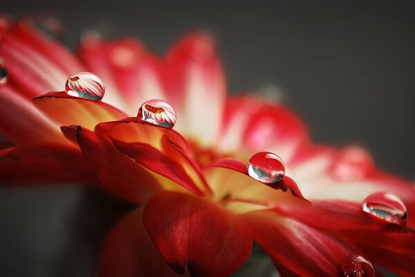 Gocce d acqua su bellissimi fiori