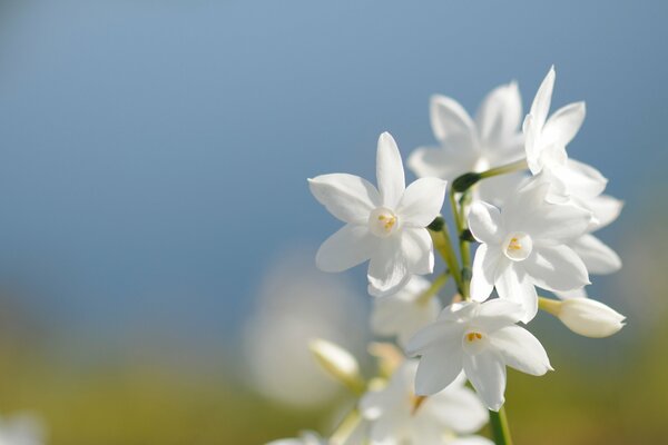 Narcissus on a blue sky background