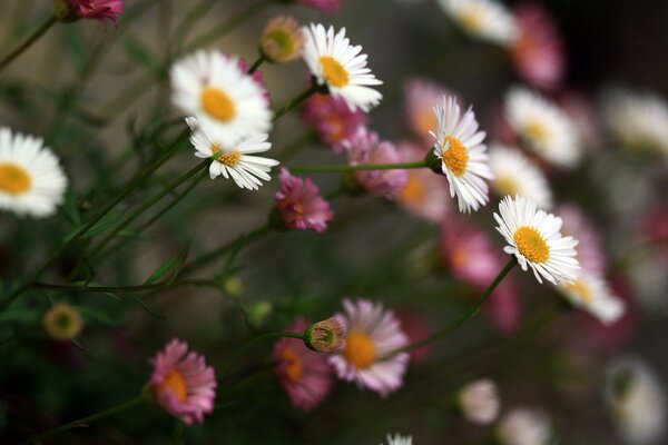 Belles marguerites roses et blanches