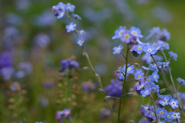 Foto borrosa con flores de nomeolvides