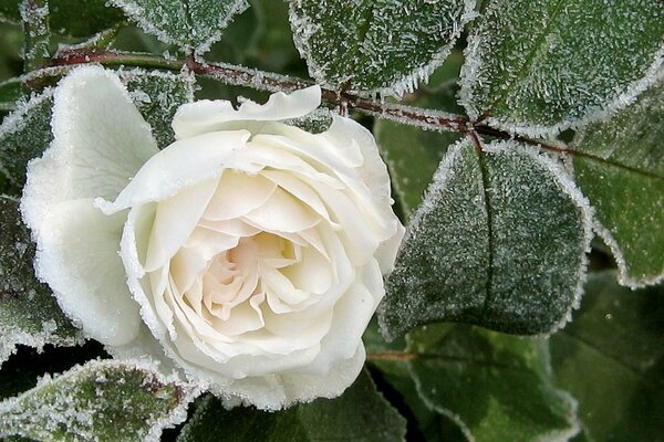 Photo winter white rose