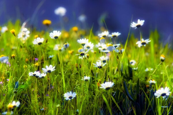 Schöne Lichtung mit grünem Gras