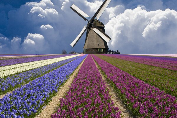 Красивое поле с тюльпанными и мельницей в Нидерландах
