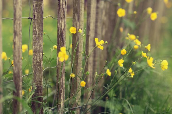 Gelbe Blumen in Makroaufnahmen hinter einem Zaun