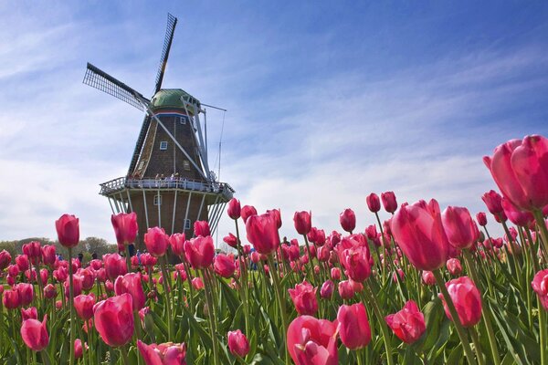 Netherlands tulip field near the mill