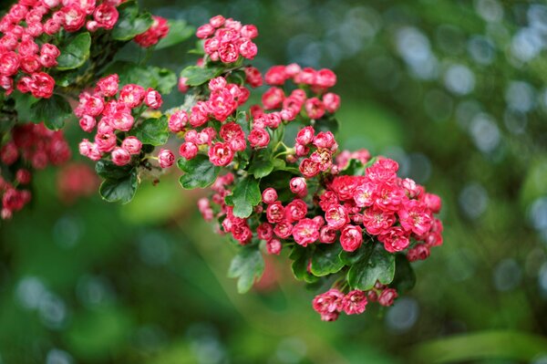 Rote kleine Blumen am Busch