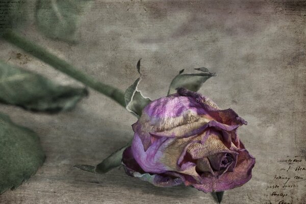 A wilted rose on a gray background