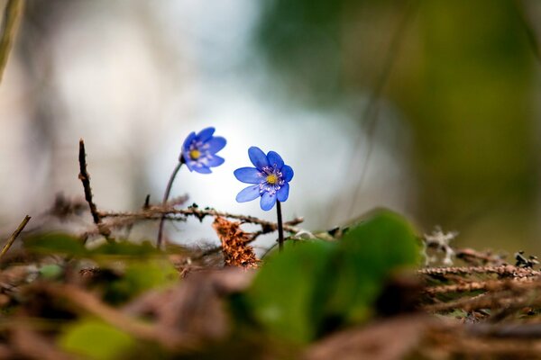 Belle viole nella foresta di primavera