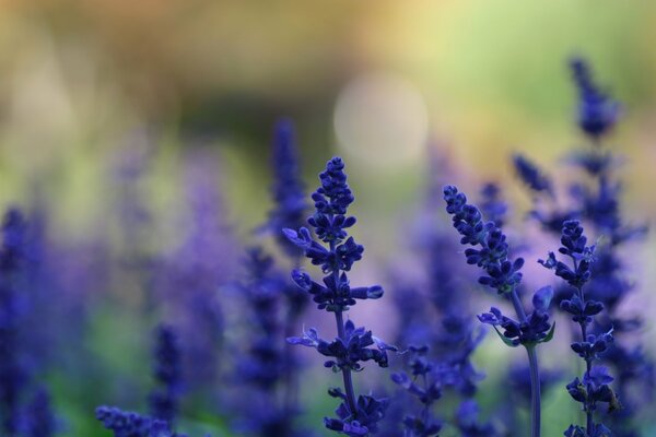 Lavanda en la naturaleza contra el sol brillante