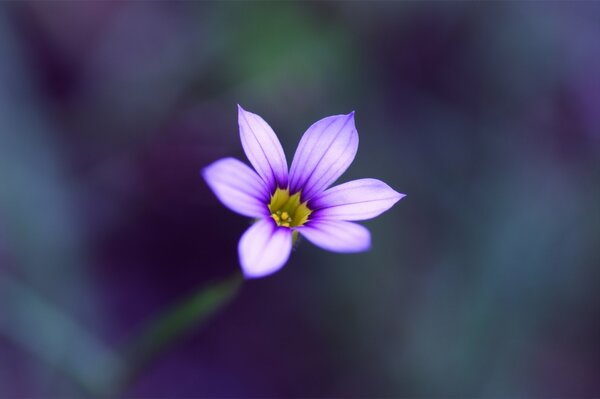 Lilac flower macro blurred background