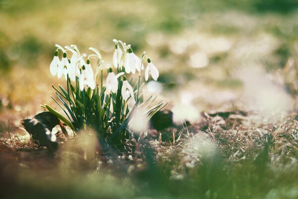 Blooming snowdrops in the rays of the spring sun