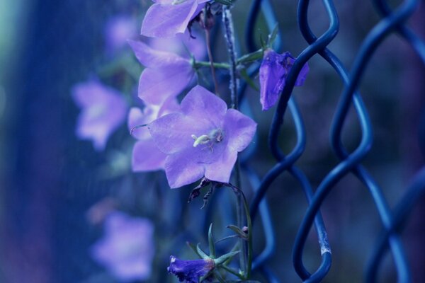 Photo of a purple bell on a fence net