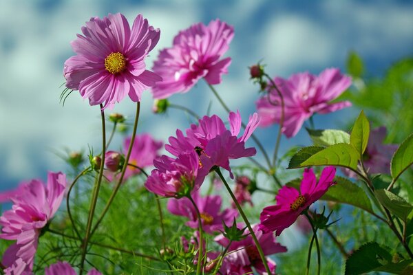 Summer in the village nature beauty