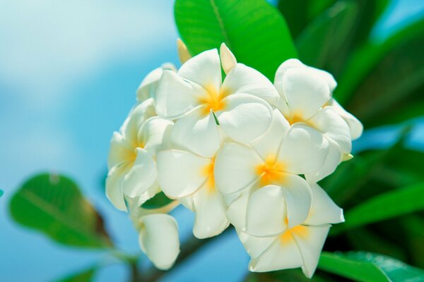 Brote de flores blancas contra el cielo