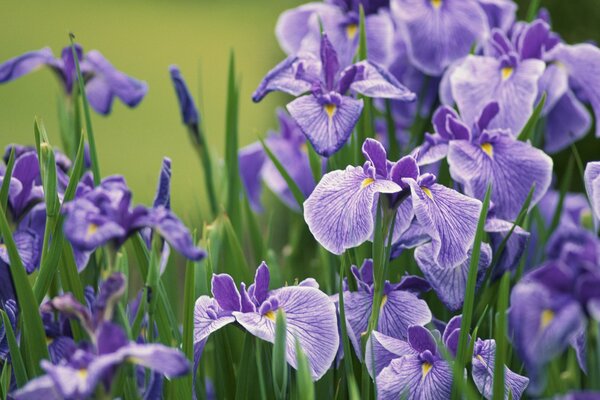 Lila Blumen auf dem Feld