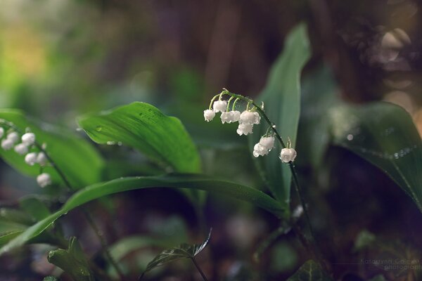 Lilies of the valley are the latest flowers