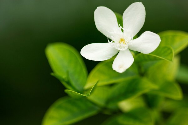 A delicate five-petalled flower on a glossy green branch