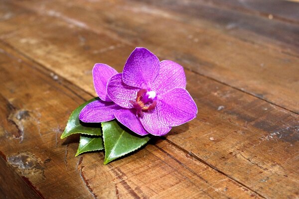 Pink orchid on the table