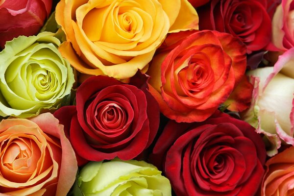 Le rose sono colorate per l anima